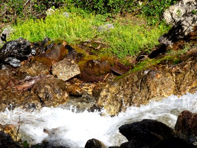 Le long du ruisseau, une belle station de Saxifrage faux O… 
