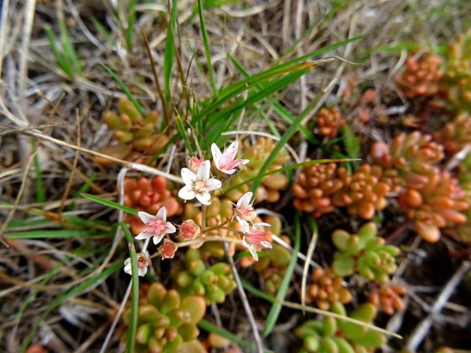 L'Orpin âcre, Sedum acre, Crassulacées 