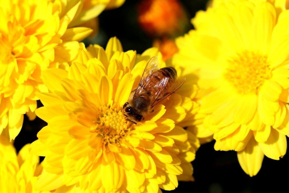 Insects plants autumn