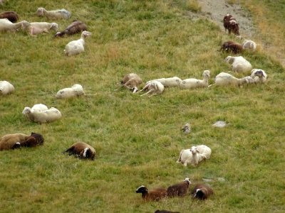 Troupeau de moutons, ca roupille pas mal ! 