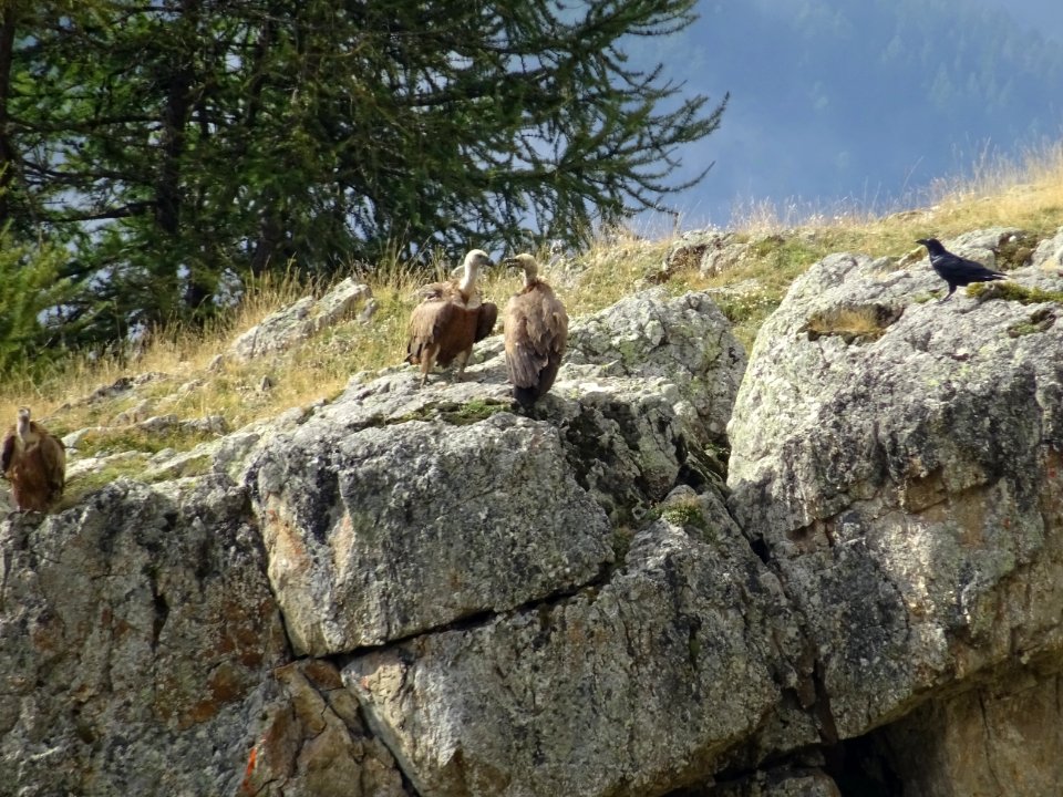 Vautours fauves, Gyps fulvus, Accipitridées 