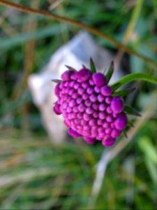 Scabieuse luisante, Scabiosa lucida, Caprifoliacées 