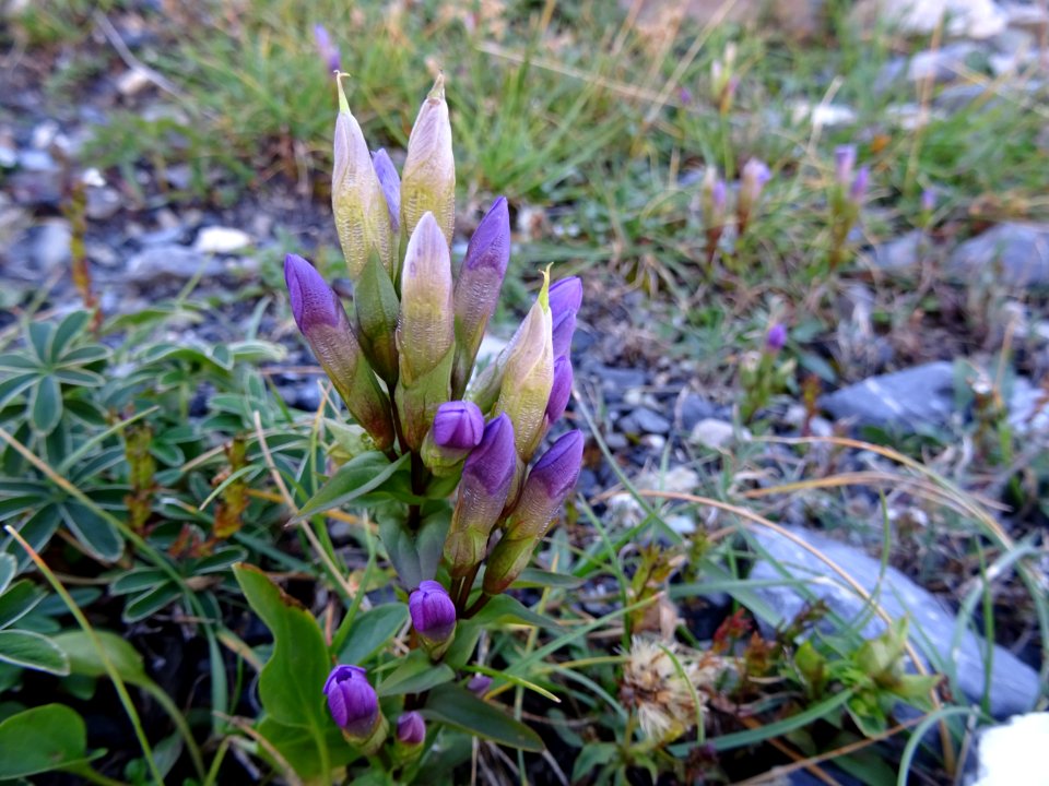 Gentiane champêtre, Gentiana campestris, Gentianacées 