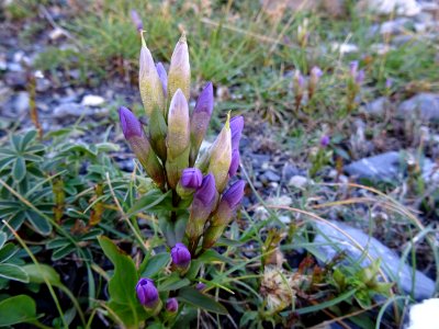 Gentiane champêtre, Gentiana campestris, Gentianacées 