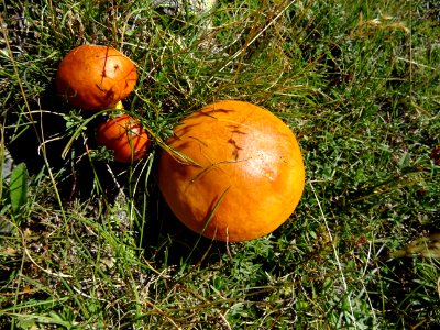 Trois champignons aux chapeaux orangés 