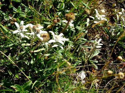 Edelweiss, Leontopodium alpinum, Astéracées 