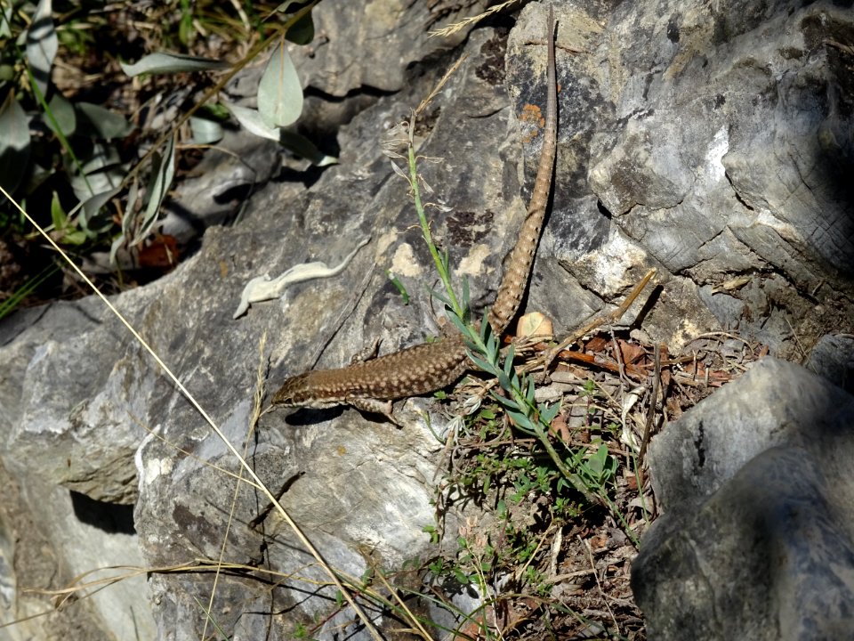 Un lézard au soleil 