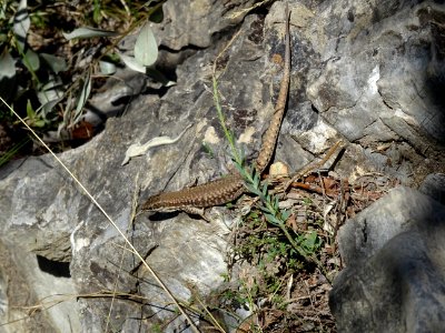 Un lézard au soleil 