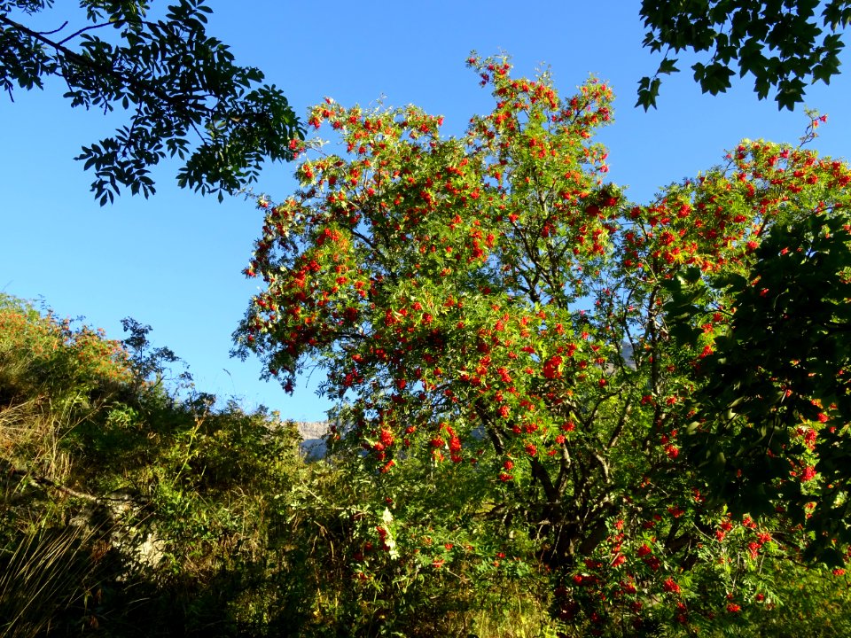 Sorbier des oiseleurs, Sorbus aucuparia, Malacées 