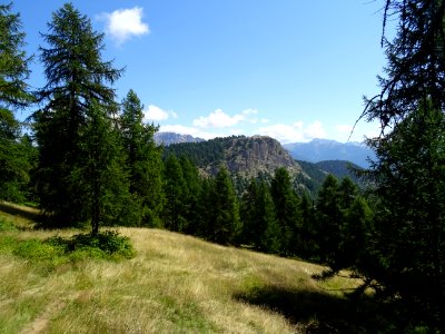 Chaume et mélèzes, Le Simous 
