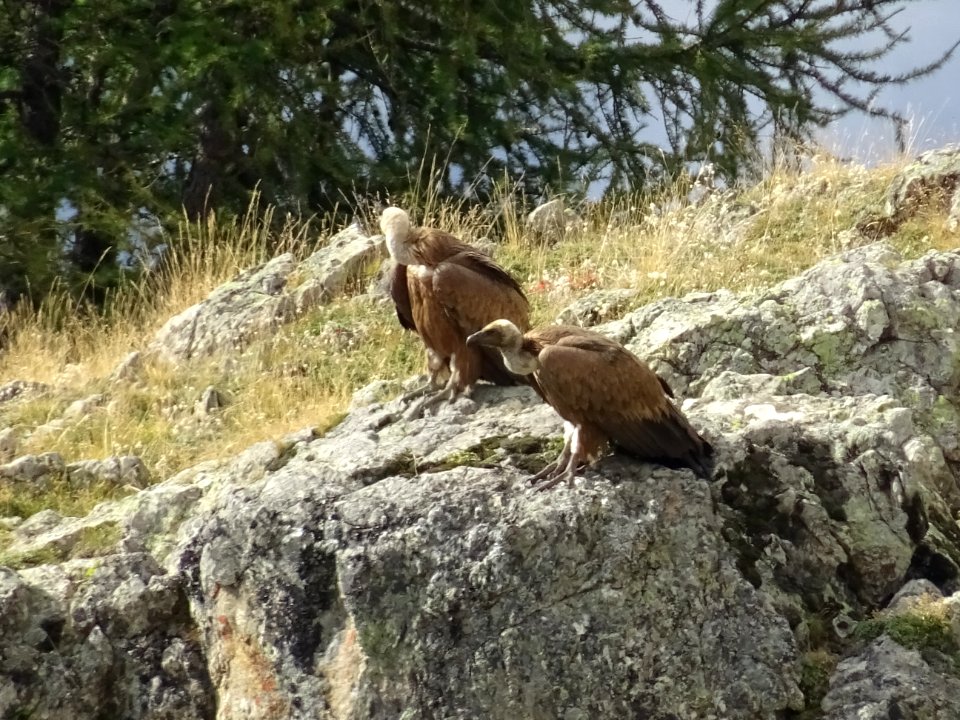 Vautours fauves, Gyps fulvus, Accipitridées 