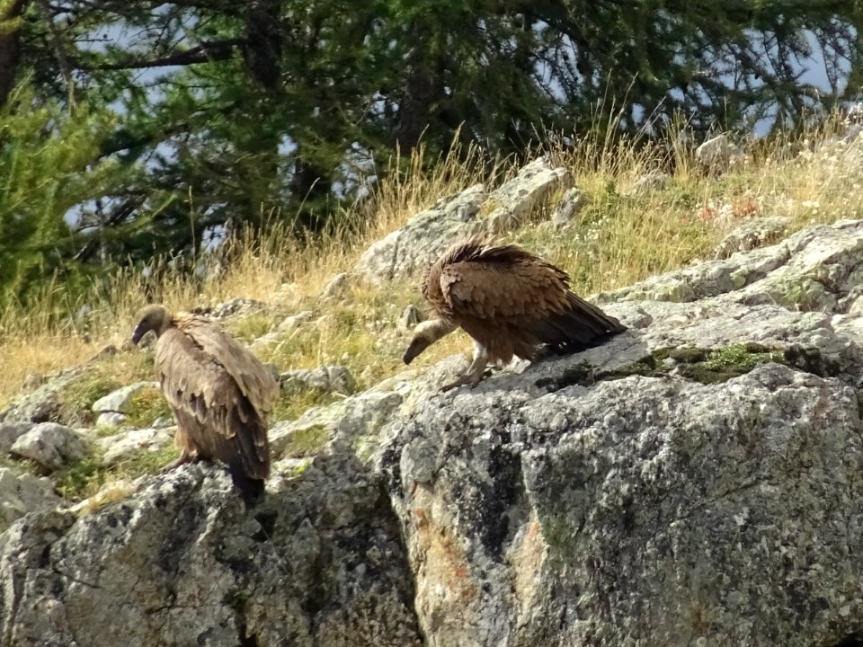 Vautours fauves, Gyps fulvus, Accipitridées 