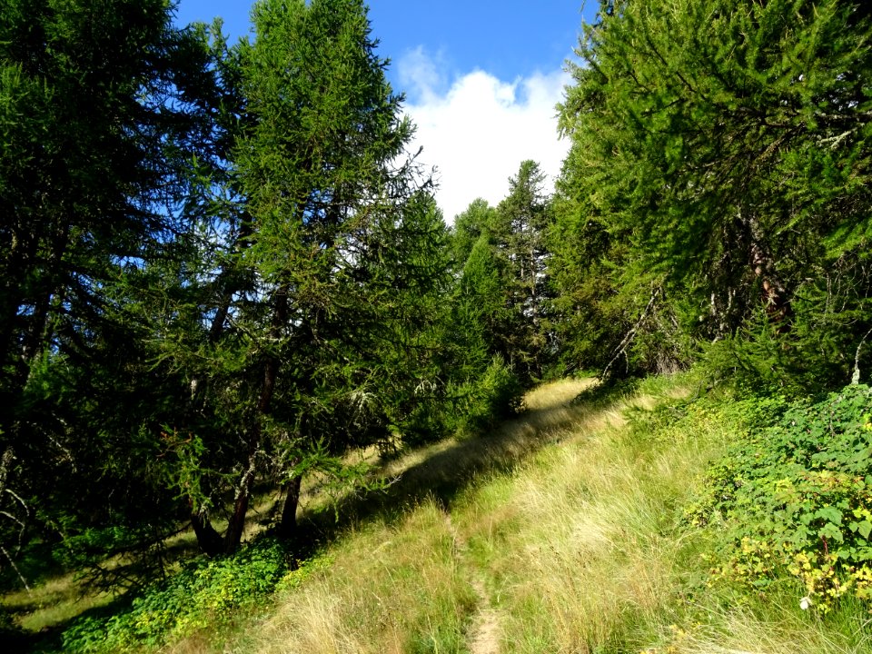 Chaume, framboisiers et mélèzes en montant à la Tête des R… 