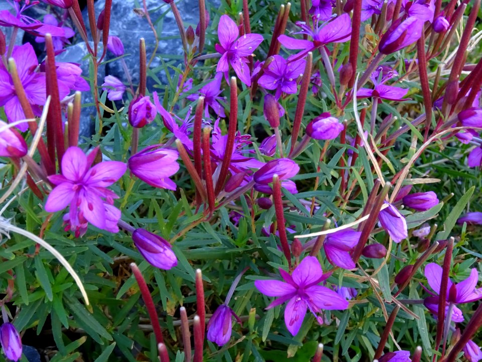 Epilobe de Fleischer ou épilobe des moraines, Epilobium fl… 