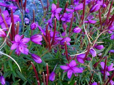 Epilobe de Fleischer ou épilobe des moraines, Epilobium fl… 