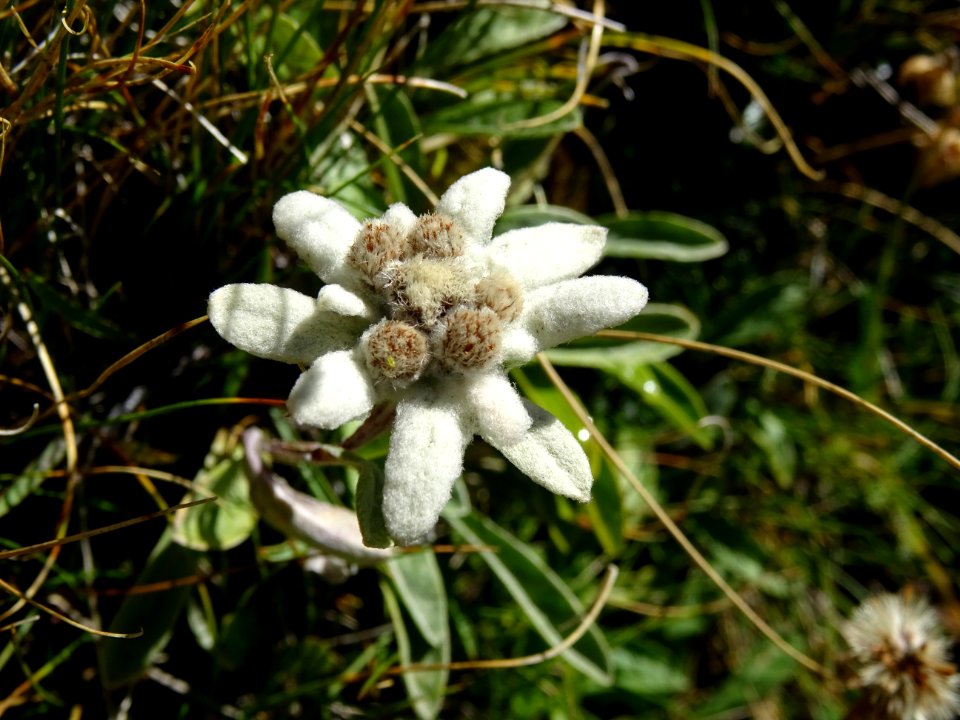 Edelweiss, Leontopodium alpinum, Astéracées 