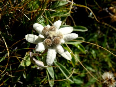 Edelweiss, Leontopodium alpinum, Astéracées 