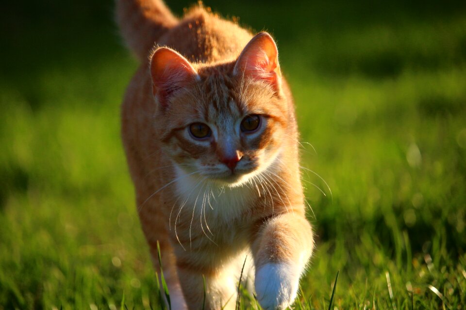 Red cat young cat domestic cat