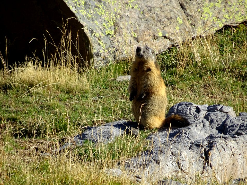 La même marmotte dressée et immobile comme une statue 