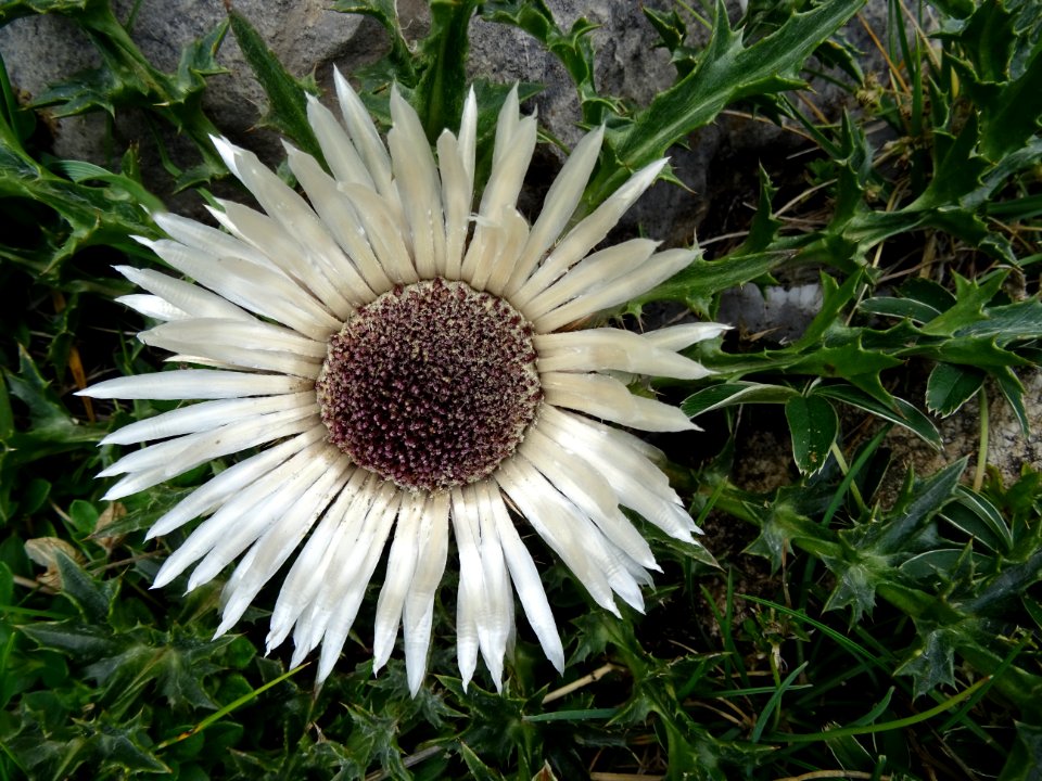 Carline acaule, Carlina acaulis, Astéracées 