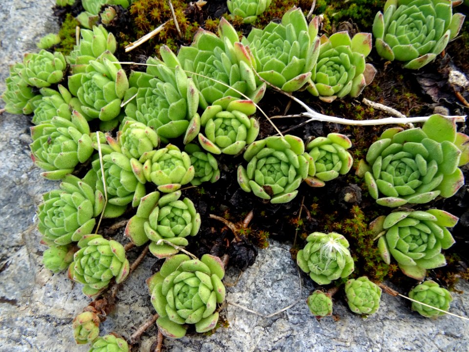 Joubarbe des montagnes, Sempervivum montanum, Crassulacées… 