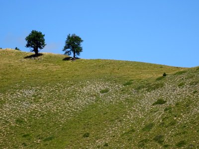 Deux mélèzes joueurs, ils n'ont pas la silhouette caractér… 