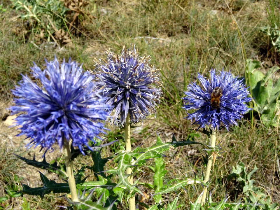 Azurite ou oursin bleu, Echinops ritro, Astéracées 