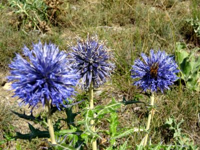 Azurite ou oursin bleu, Echinops ritro, Astéracées 