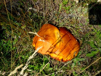 Deux champignons collés serrés 