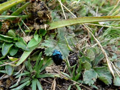Punaise bleue, Zicrona caerulea, Hémiptères 