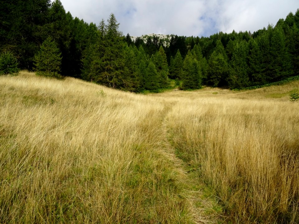 Chaume et mélèzes en montant à la Tête des Raisins 