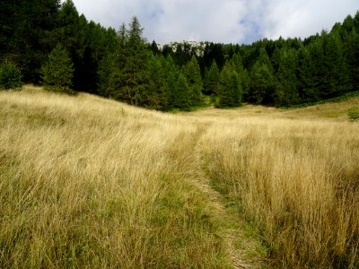 Chaume et mélèzes en montant à la Tête des Raisins photo