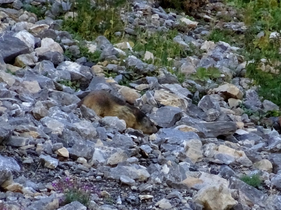 Une marmotte surprise, file se réfugier dans son terrier 