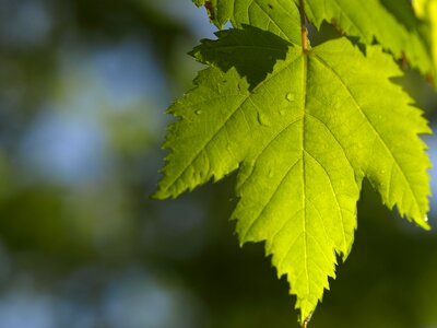 Maple leaf green canadian photo