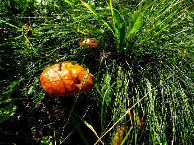 Des champignons poussent partout sous les herbes ... ! 