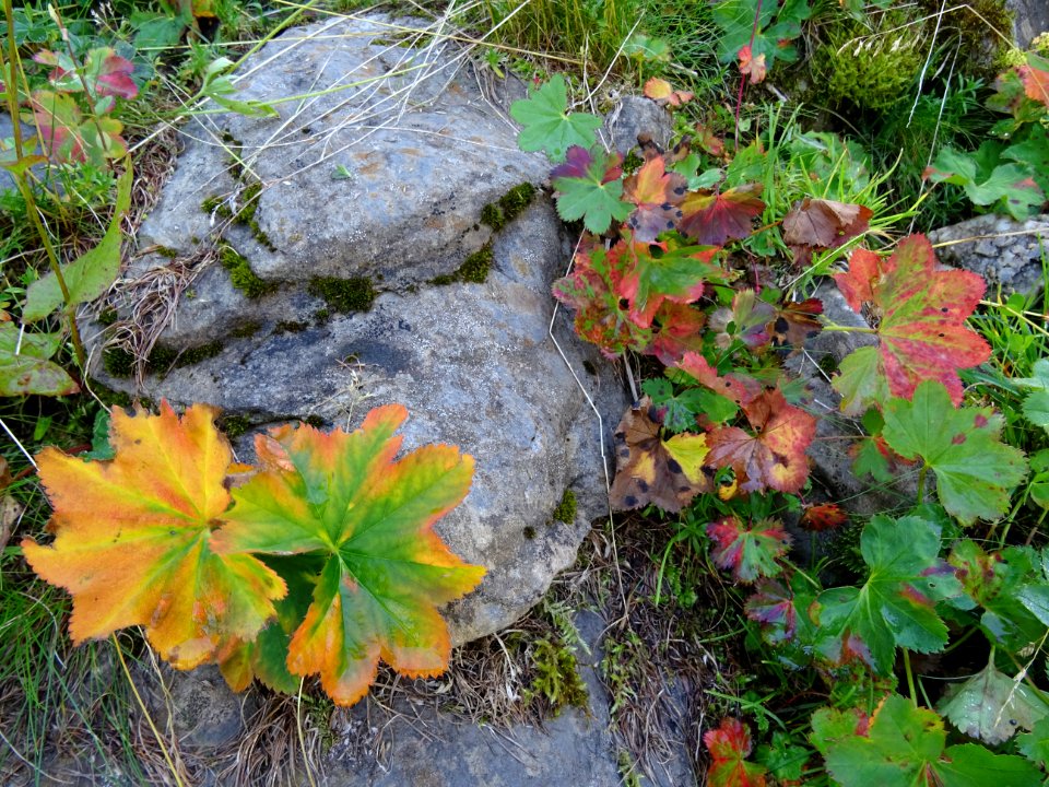 Composition automnale naturelle (en août !) 