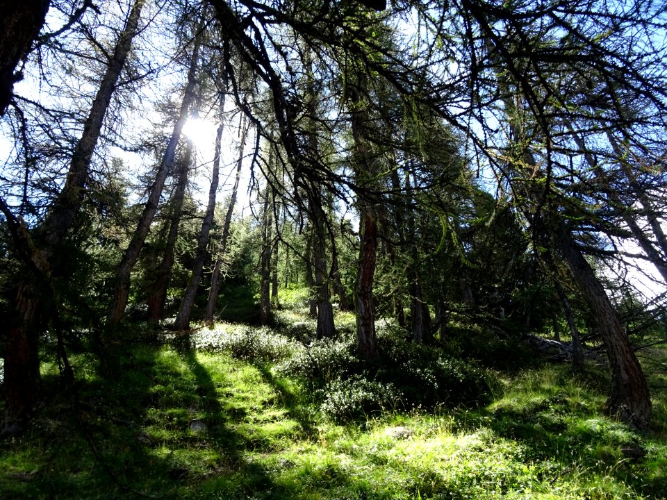 Le soleil joue dans les mélèzes 