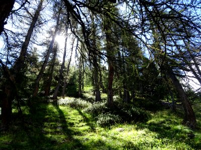 Le soleil joue dans les mélèzes 