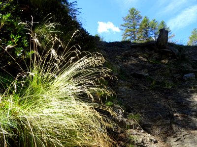 Touffe de calamagrostis, Poacées 