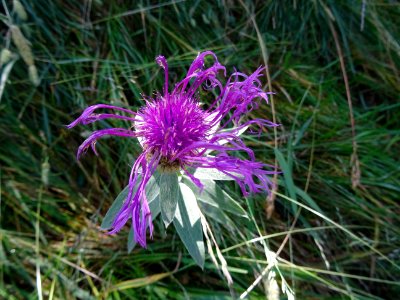 Centaurée alpestre, Centaurea alpestris, Astéracées 