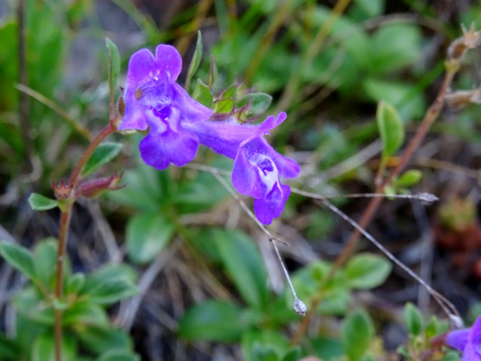 Calament des Alpes, Clinopodium alpinum = Acinos alpinus, … 