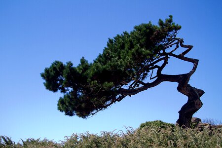 Atlantic coast france pine