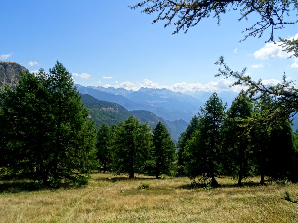 Chaume et mélèzes, à gauche la falaise du Simous 