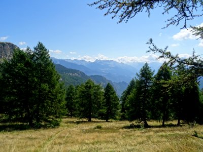 Chaume et mélèzes, à gauche la falaise du Simous 