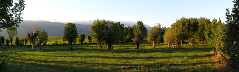 Landscape trees summer