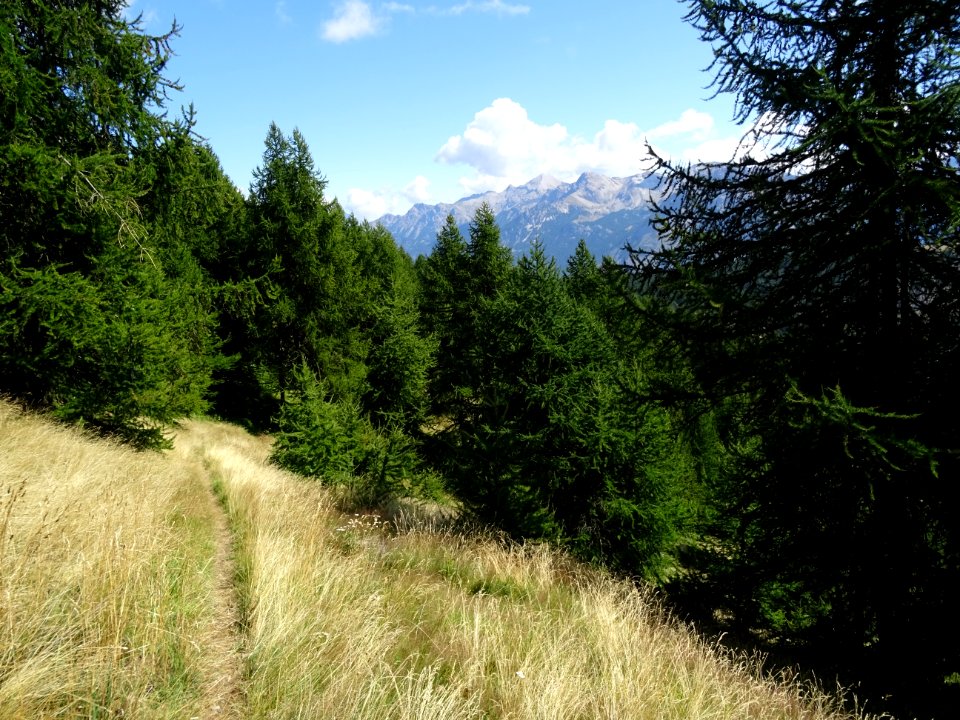 Pic de Peyre-Eyraute, chaume et mélèzes en descendant de l… 