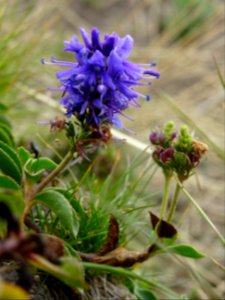 Raiponce hémisphérique ?, Phyteuma hemisphaericum, Campanu… 