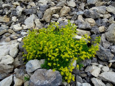Saxifrage des ruisseaux, Saxifraga aizoides, Saxifragacées… 