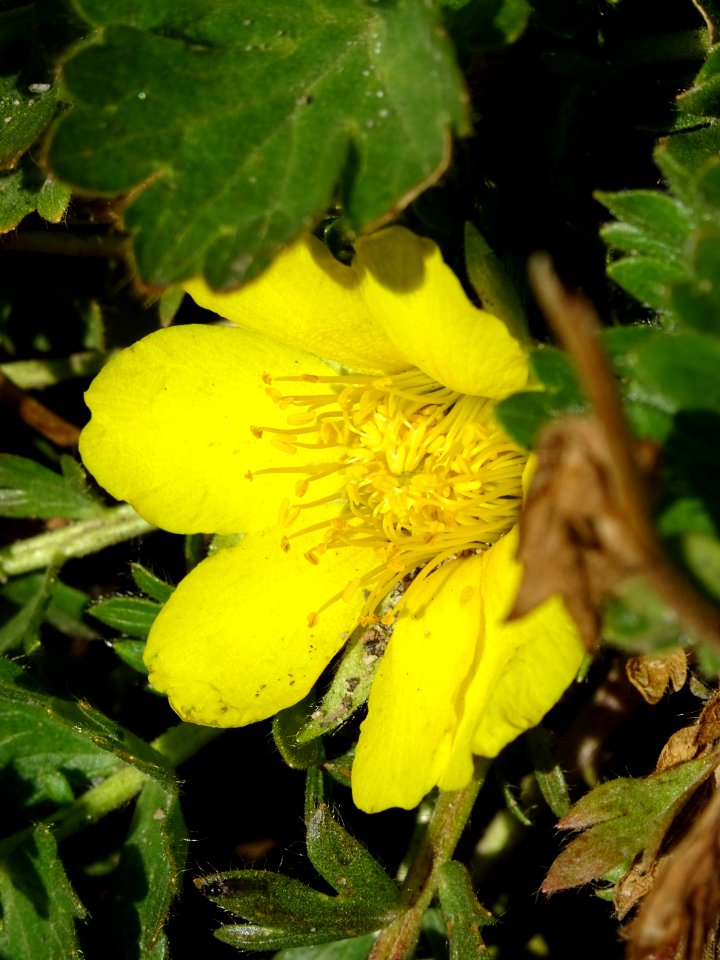 Pulsatille souffrée, Anemone alpina subsp. apiifolia = Pul… 
