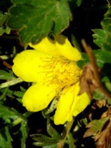 Pulsatille souffrée, Anemone alpina subsp. apiifolia = Pul… 